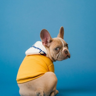 Dog wearing clothes