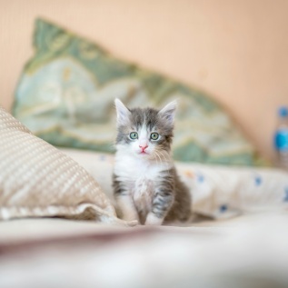 cute cat