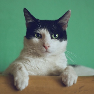 Silly little cat
