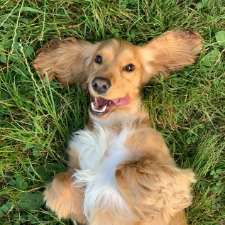 Cute pet dog