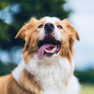 dog dental care