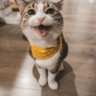 Fanged Kitten
